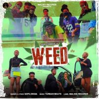 WEED Gopi Longia Song Download Mp3