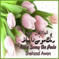 Rang Soney Da Peela Shehzad Awan Song Download Mp3