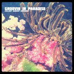 Groovin in Paradise songs mp3