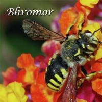 Bhromor songs mp3